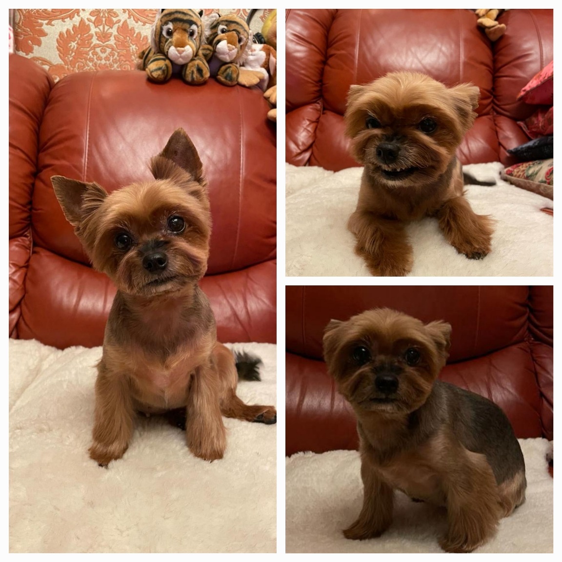 ЛИКА — Мини-йорк. Автор — Татьяна Федотова