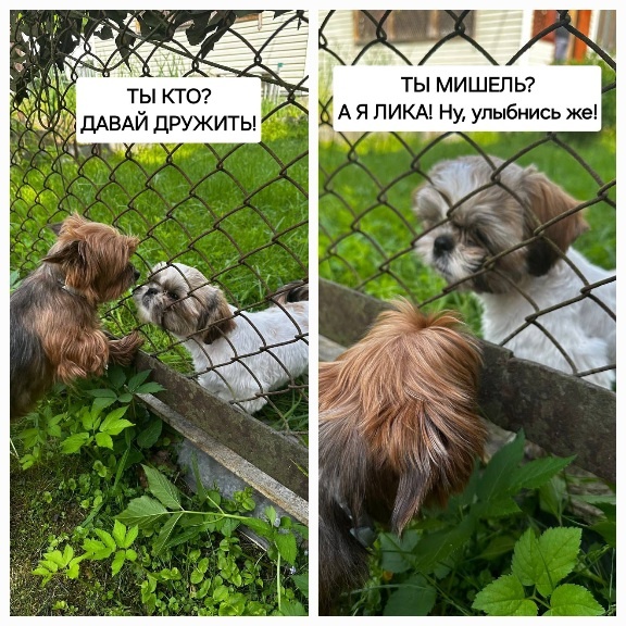 Знакомство Лики с Мишель. Автор  — Татьяна Федотова