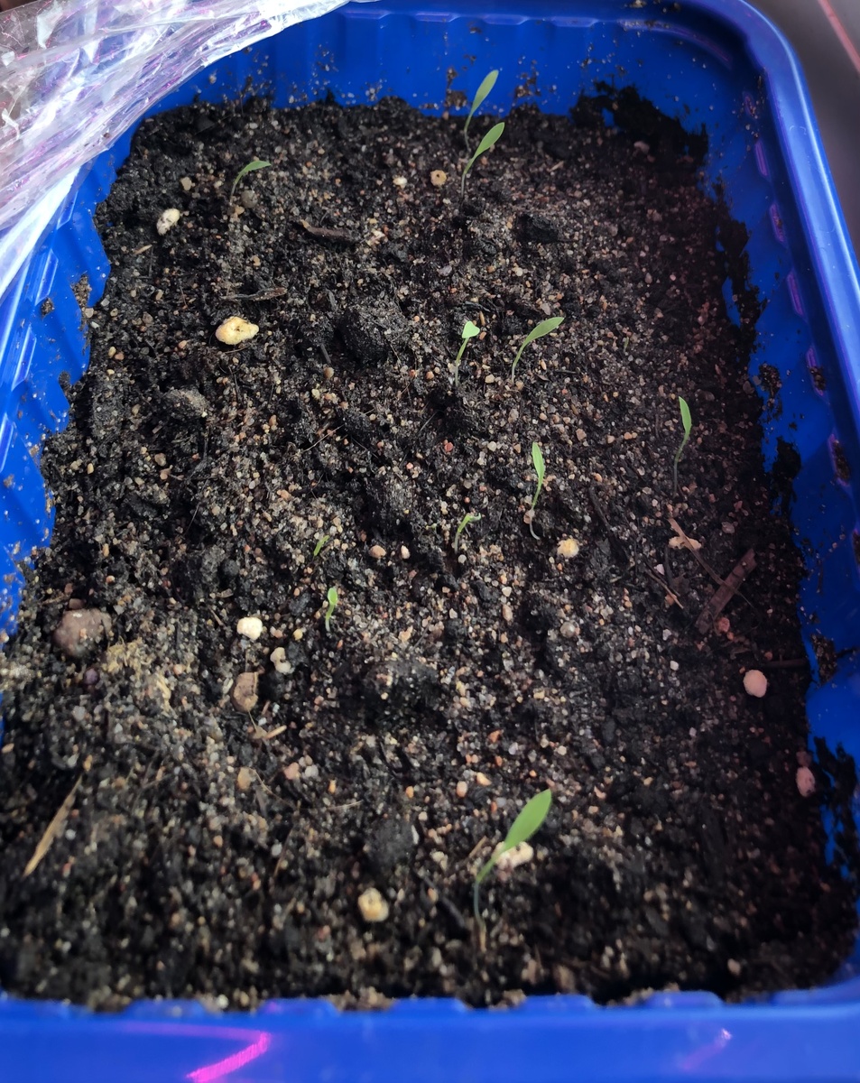 Всходам лемонграсса 3 дня