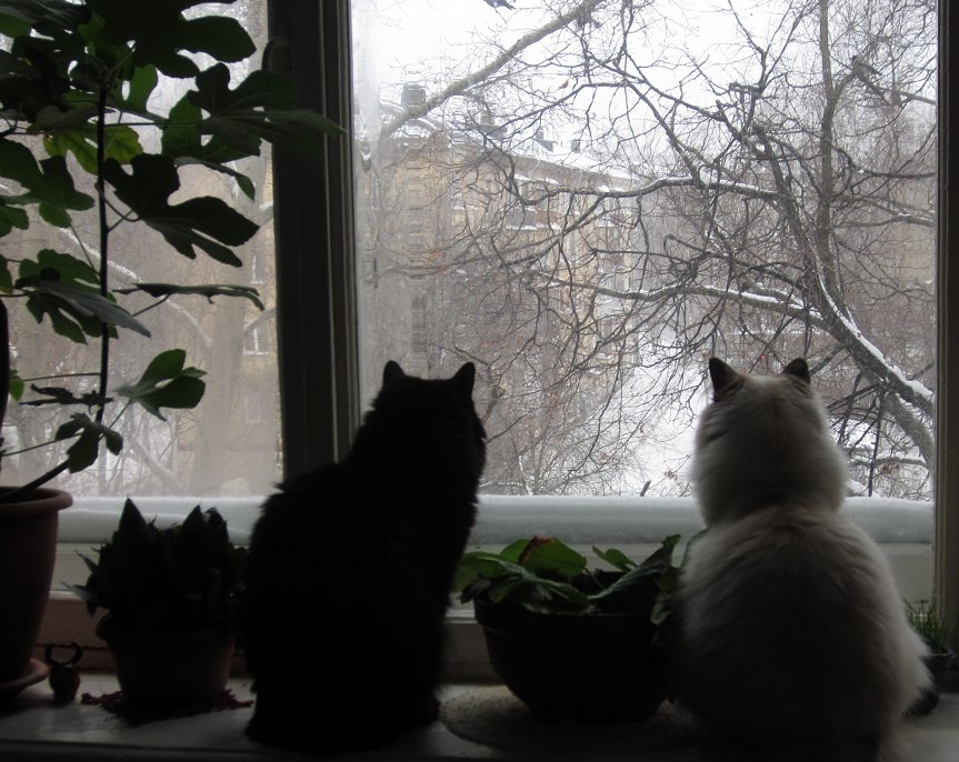 Моя память - сибиряки. Слева чёрная Василиса, Василиса де Цим-Бичерс вторая, прожила 16 лет. Справа Пуся, Пульхерия Северная Сказка - 11 лет и 4 месяца. 