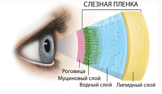 Гормоны в структурах глаза