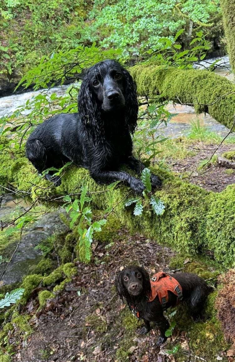 Источник: Aestas-Architect/reddit