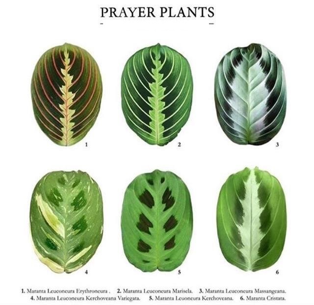 Фото с просторов Интернета