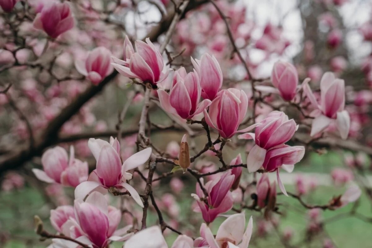    Зацветающую в Сочи магнолию огородили забором