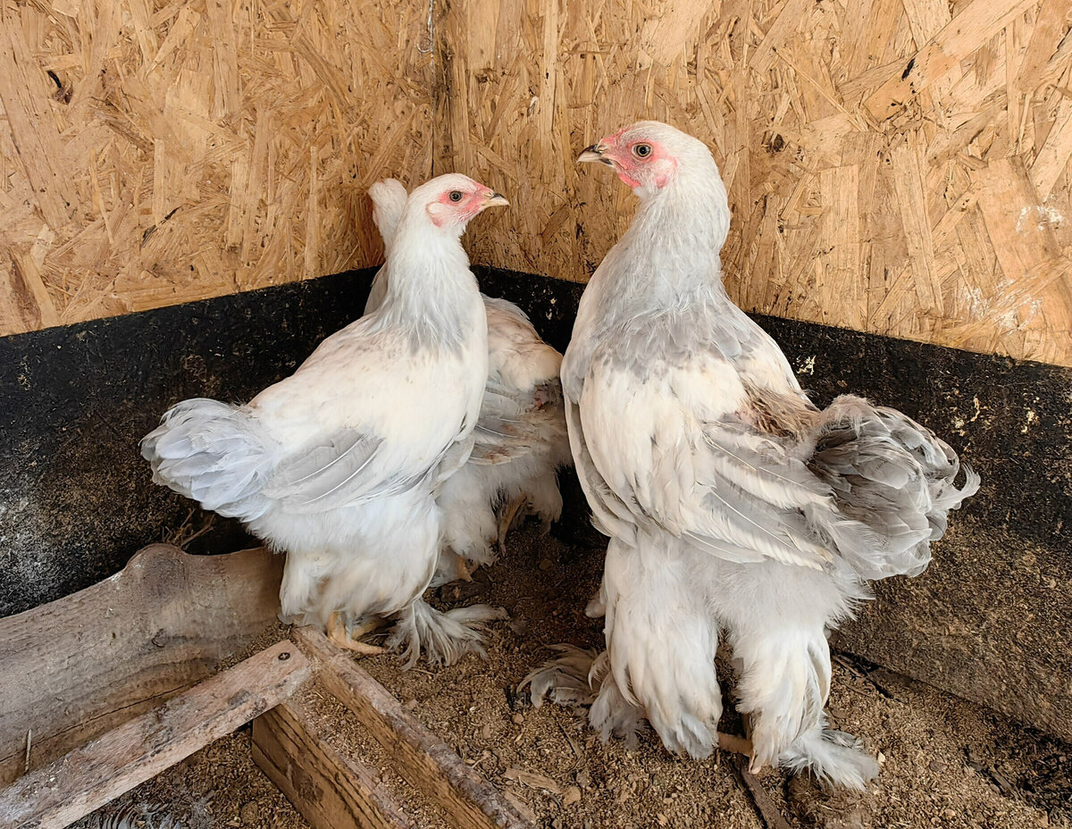 Светлые лавандово-колумбийские