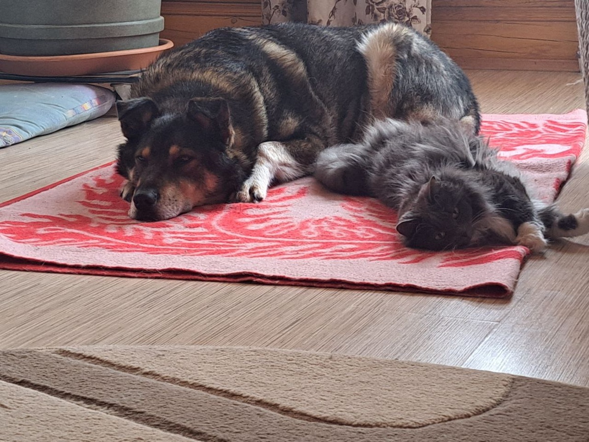 Финик и  Буся