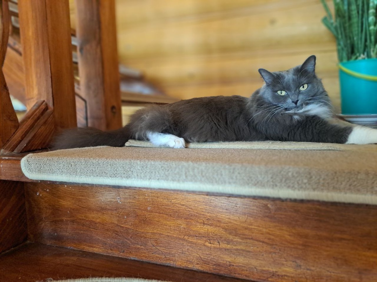 Буся красавица 