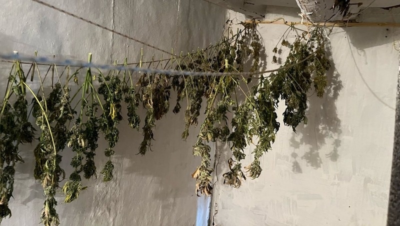    Именно так марихуана сушилась в хозпостройке Фото: полиция СК