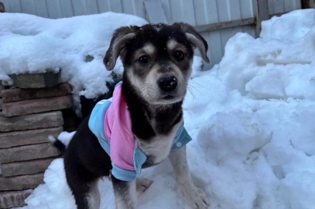    После отлова бездомных собак в Удмуртии число нападений сократилось на 15%