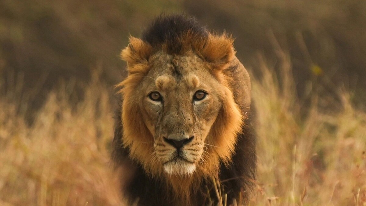    Фото: DARSHIT J PAREKH/Shutterstock/Fotodom