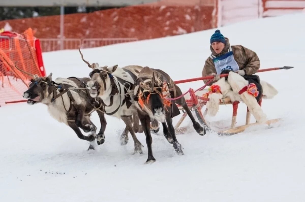    Зрелищными будут гонки на оленьих упряжках.