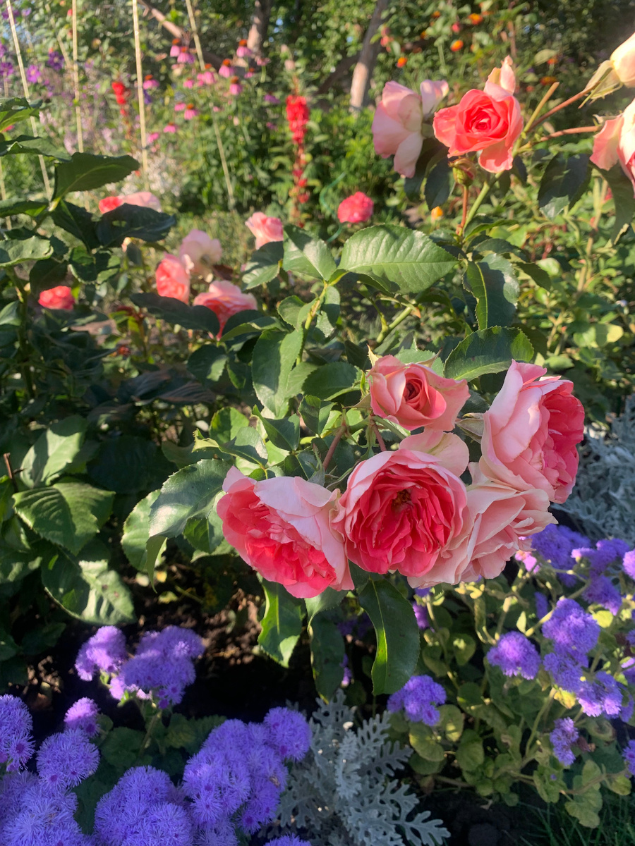 роза Джет Сэт, все фото автора