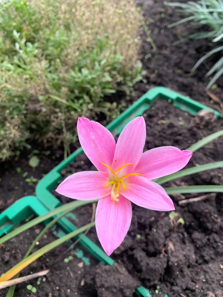 Зеферантус, все фото автора