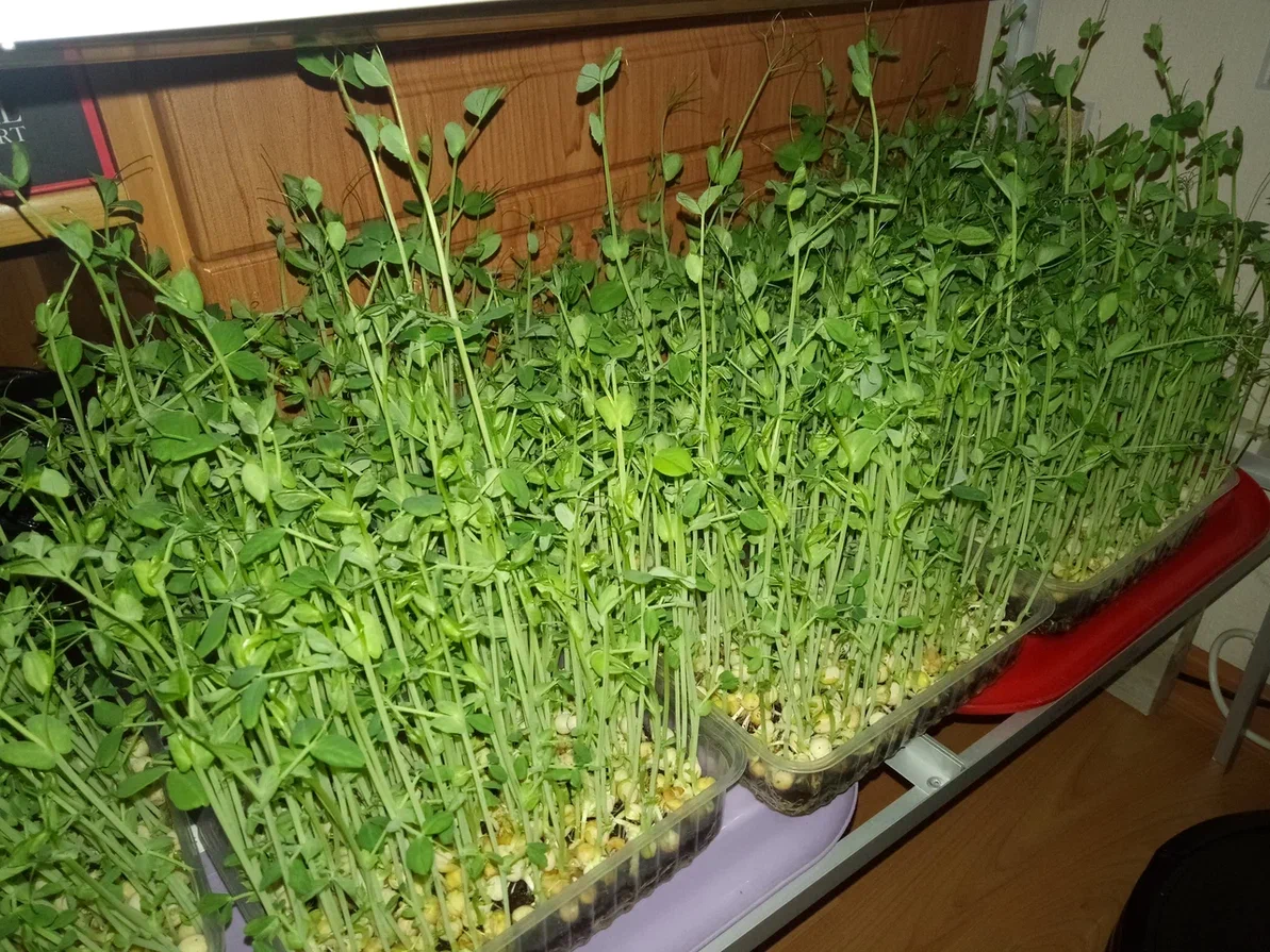 Моя плантация