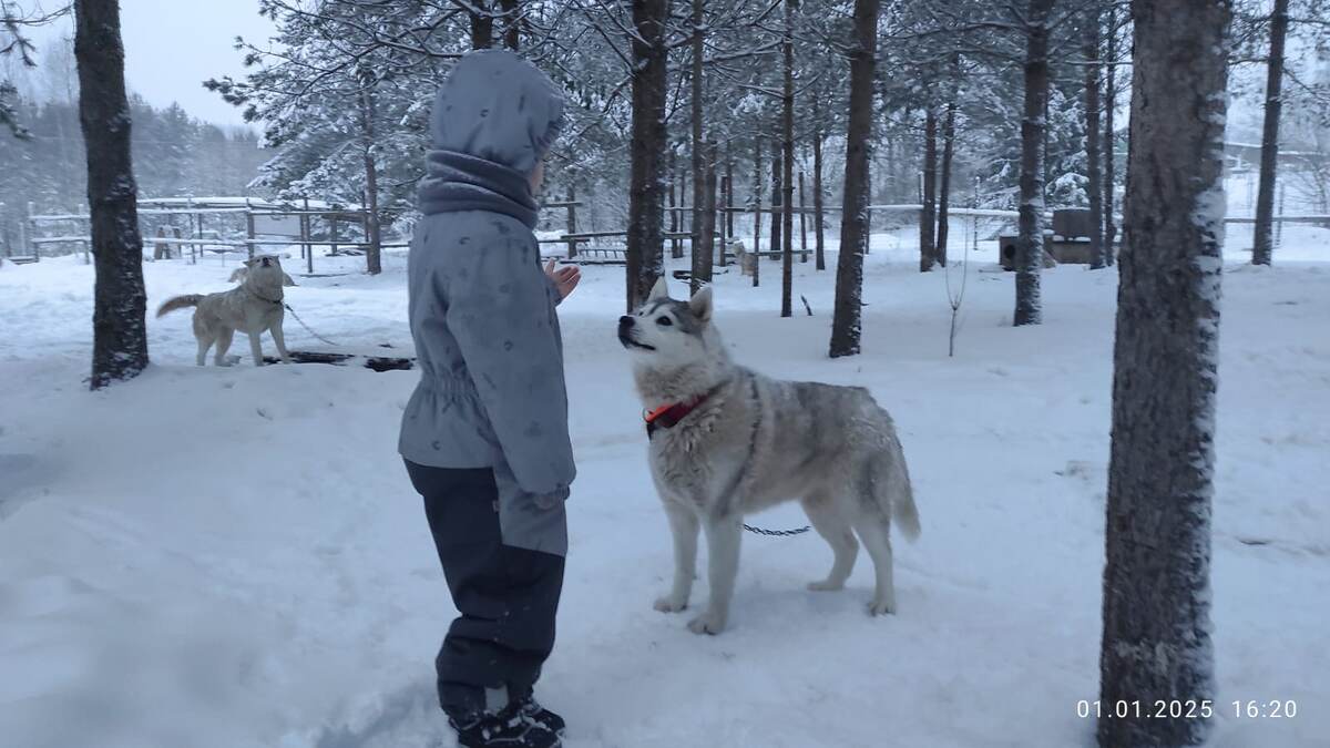 Сын настороженно относится к животным, похожим на волков😎
