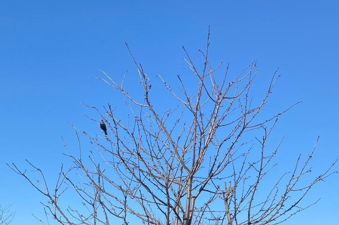 Первый скворец