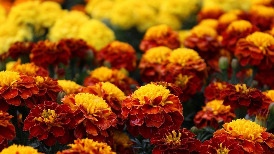 Когда сажать бархатцы в 2025 году: лучшие дни по лунному календарю и советы по выращиванию рассады