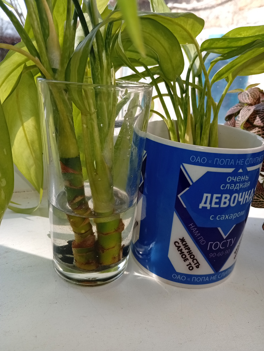 Возьму по два черенка Аглоонемы "Мария"