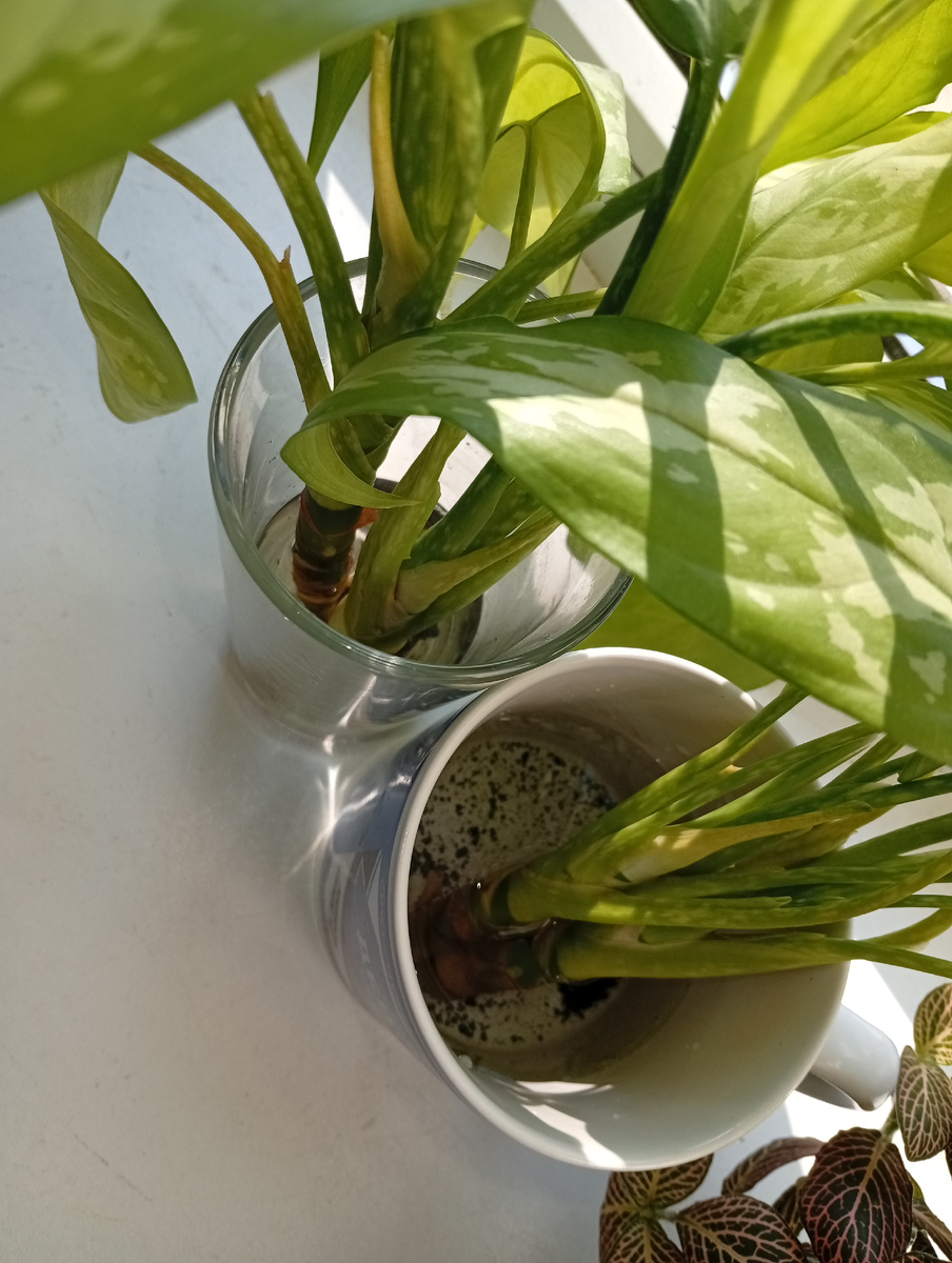 Стоять будут на западном подоконнике. Дата отсчета 10 марта (на момент публикации они на укоренении уже 4 дня), а к концу месяца покажу промежуточные результаты.