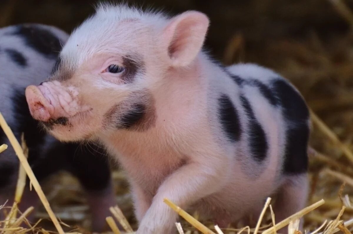    Трехмесячный карантин по бешенству животных ввели в воронежском селе