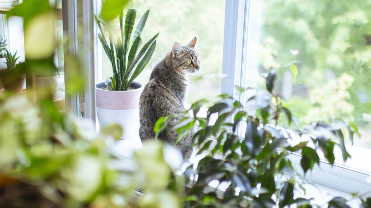 Растения на подоконнике или балконе подходят для проведения практики