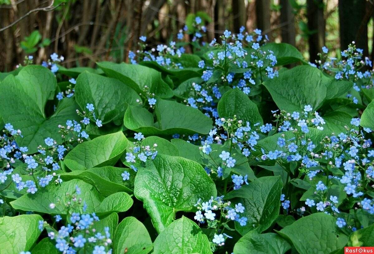 Изображение взято с сайта продавца semenakomi.ru