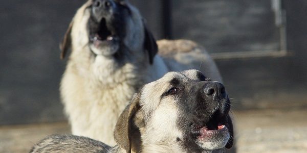    Фото Andrey_and_Lesya, pixabay.com