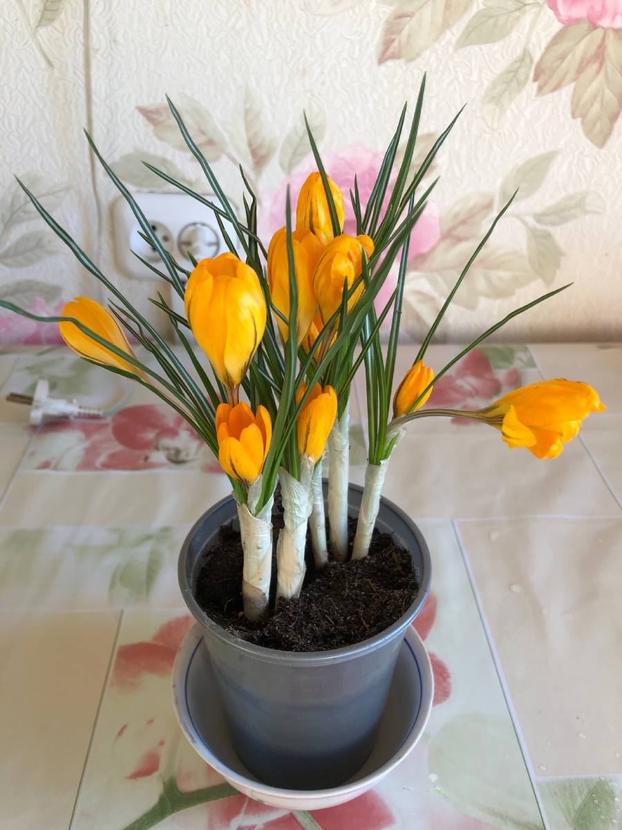 Эти крокусы у меня стоят с седьмого марта и каждый день распускаются новые бутончики