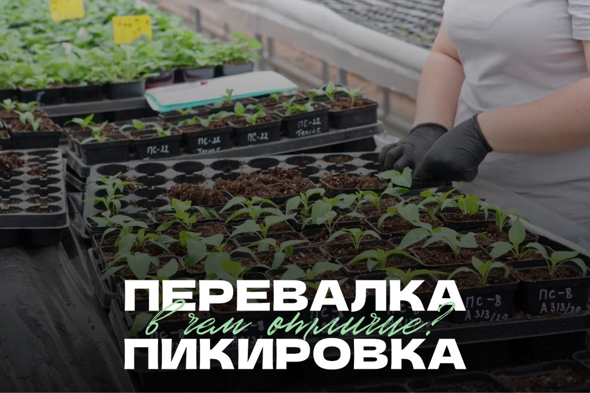 Чтобы рассада была сильной и жизнеспособной, важно позаботиться о развитии её корневой системы. А для этого необходимо правильно подобрать почвосмесь и вовремя проводить перевалку или пикировку.