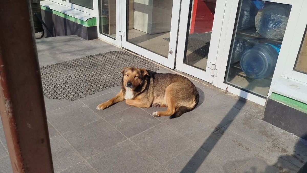    Фото: телеканал «Краснодар»