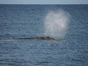    Фото: Росзаповедцентр Минприроды России