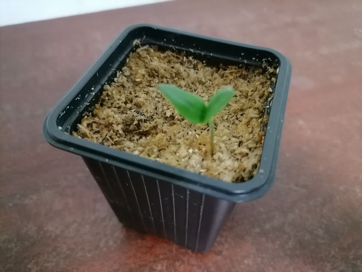 В этот горшочек сеяла штук 6, а взошел 1, фото автора