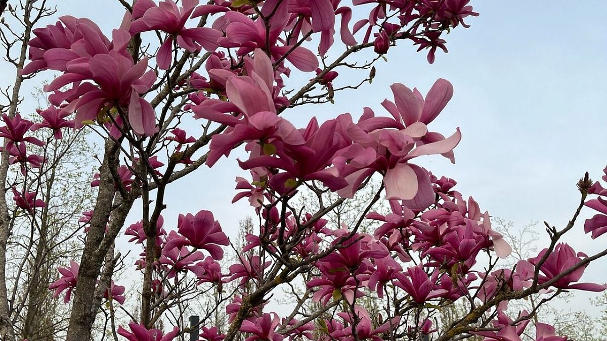    Фото: архив телеканала «Краснодар»