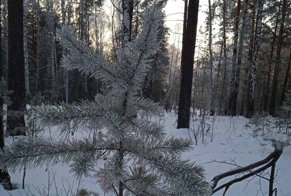 Лисы и волки получат вакцину.  Фото: Фото: ФедералПресс / Нина Калинина