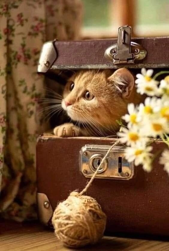 Обиженный питомец