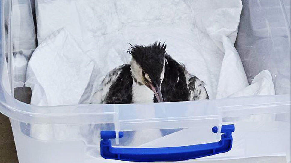 Фото: t.me / vitishko