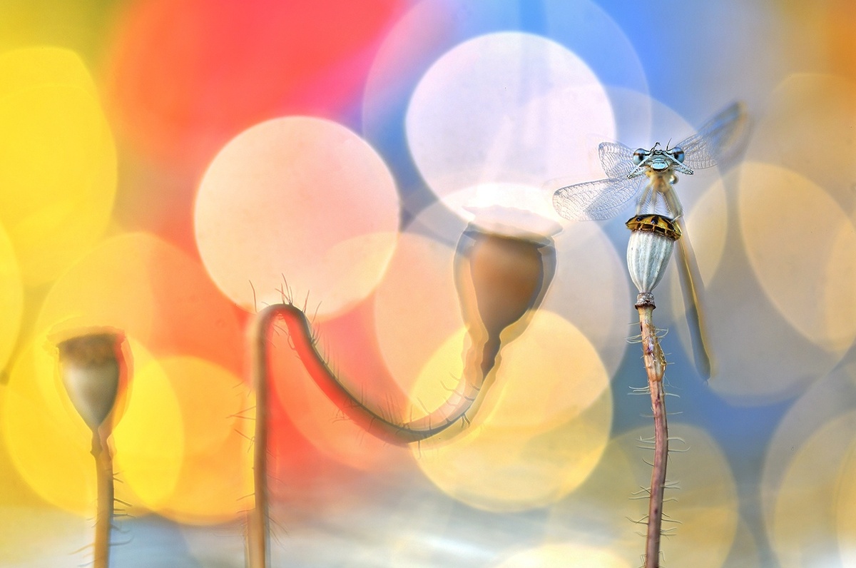    Джузеппе Бонали, wncontest.ru