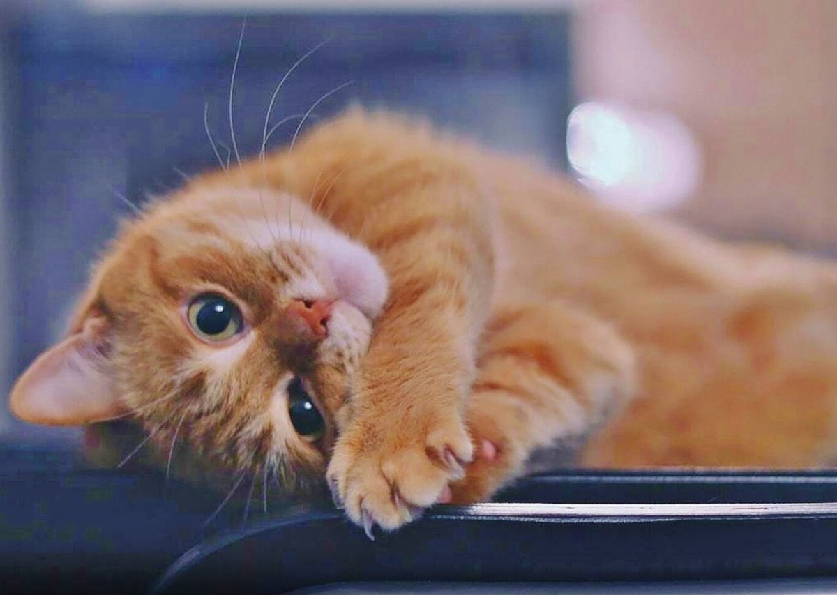 источник фото: https://i09.fotocdn.net/s217/802d5d3c72870b86/public_pin_l/2968958085.jpg