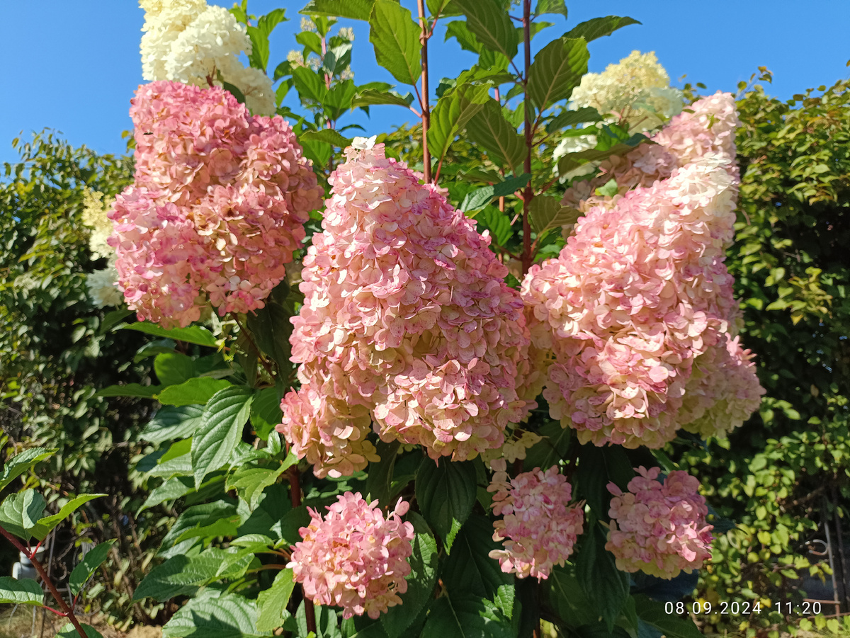 Метельчатая гортензия Ванилла Фрейз (Ванила Фрайз)