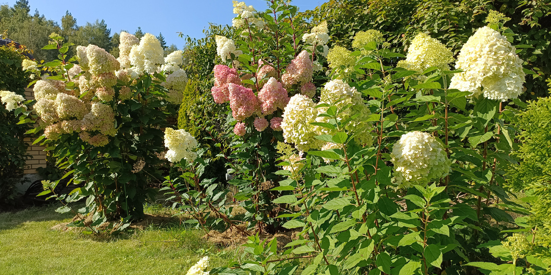 Как посадить, когда, чем и сколько подкормить метельчатые гортензии