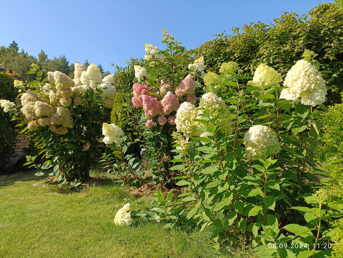Цветение метельчатой гортензии после обрезки на пень, прирост текущего года