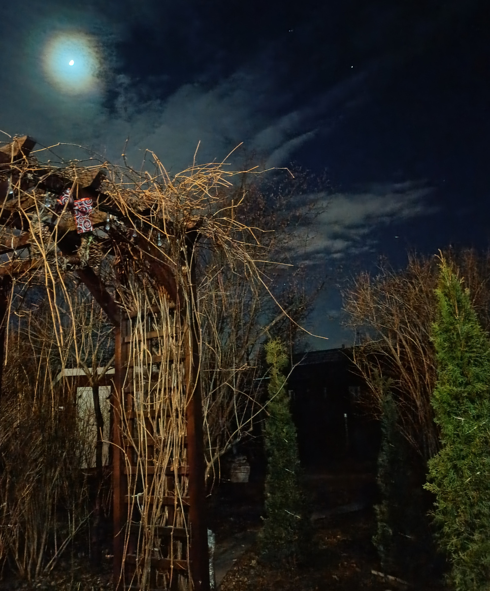 Мой сад, март 2025 г