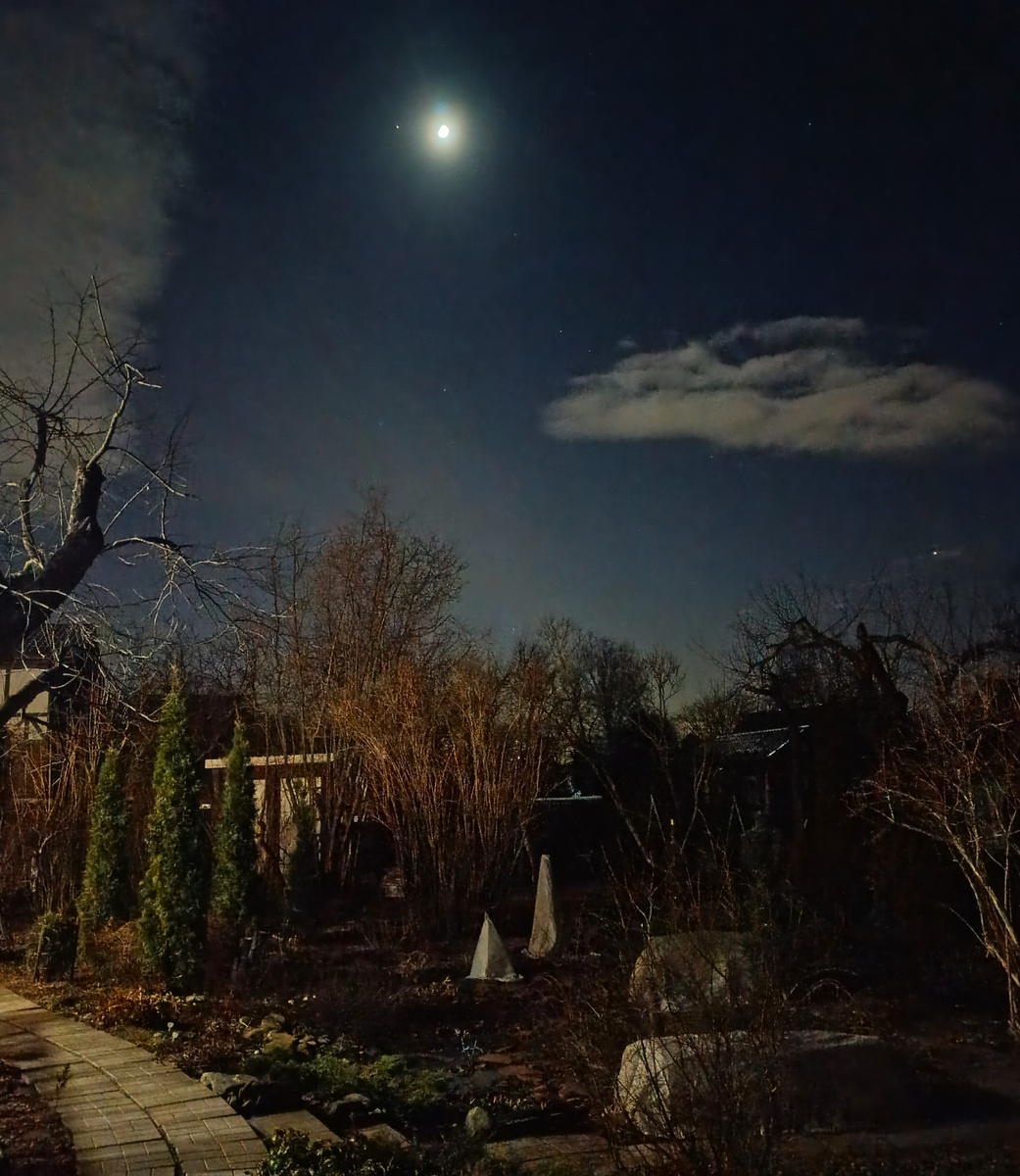 Мой сад, март 2025 г