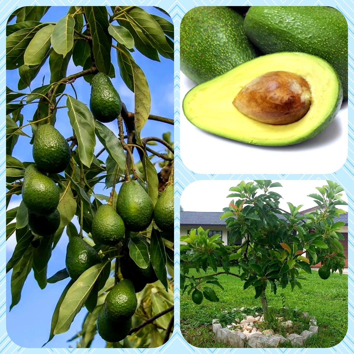 Авокадо. Картинки из открытого доступа в интернете. 