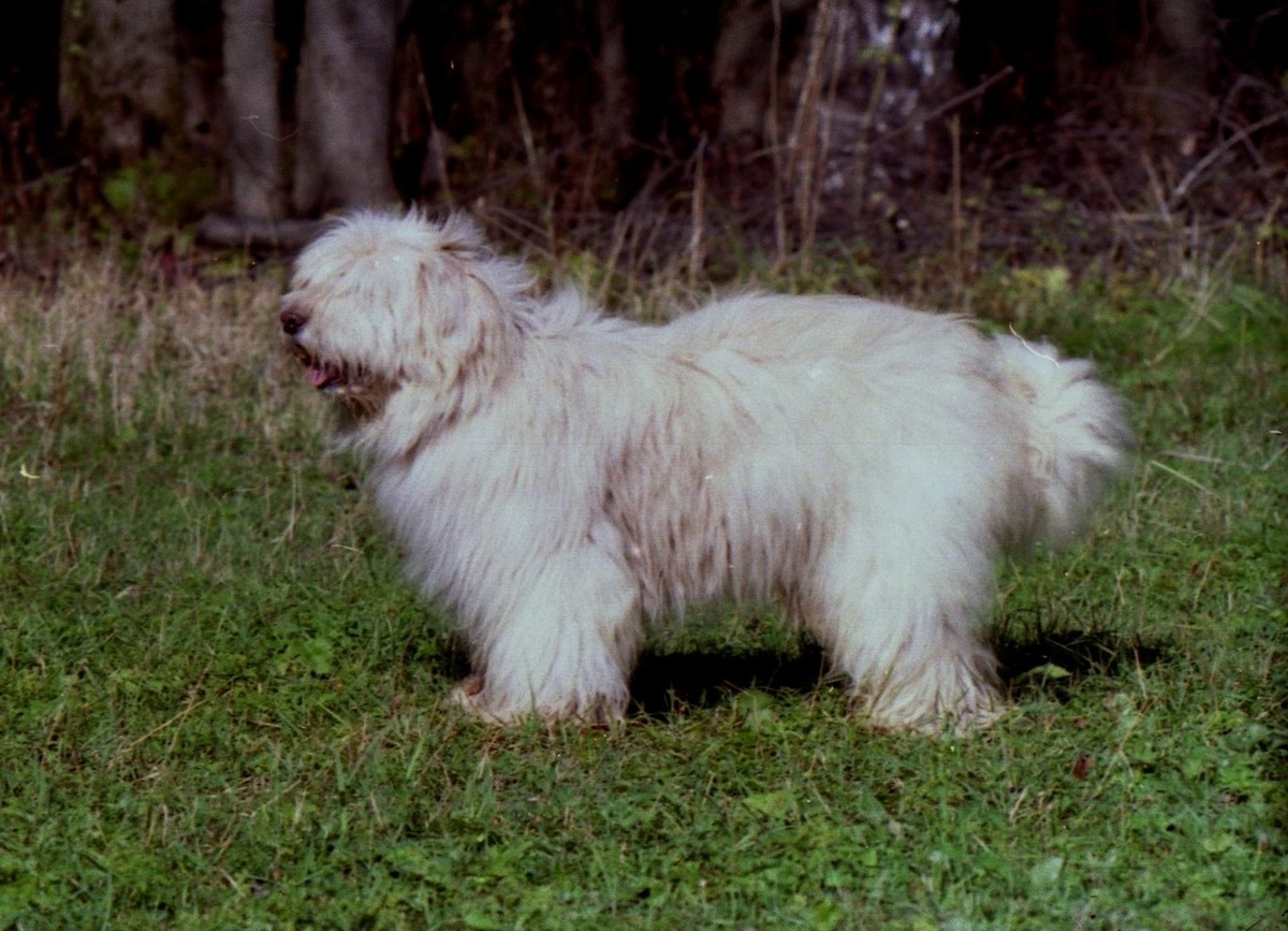 Гоша. У южаков только видимость плюшевой собачки