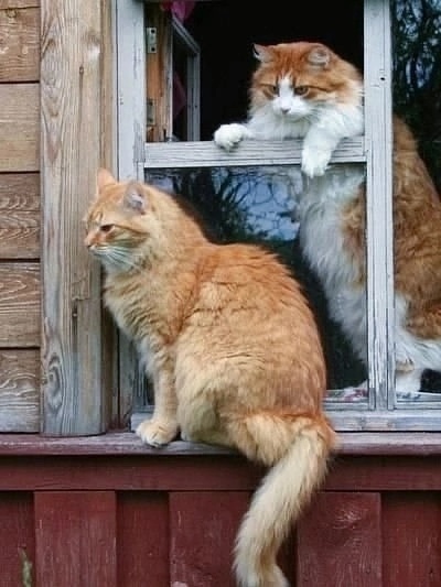 иллюстрация из яндекс картинки.