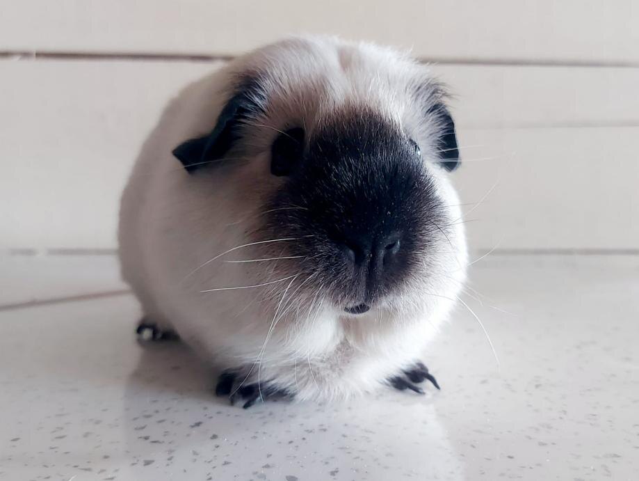 Бусинка(Буся)