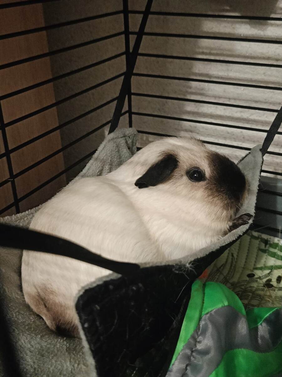 Бусинка в любимом гамаке.