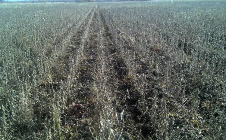    Хабаровского соевода предупредили не занижать нормы гербицидов