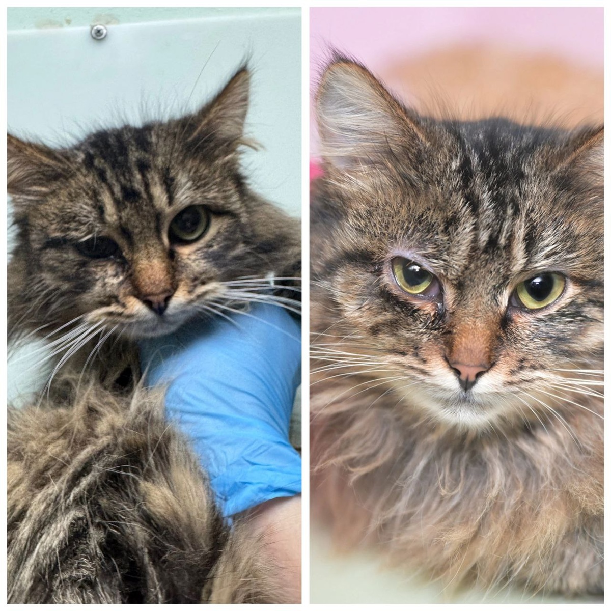 Кошка Ряженка, 1 год